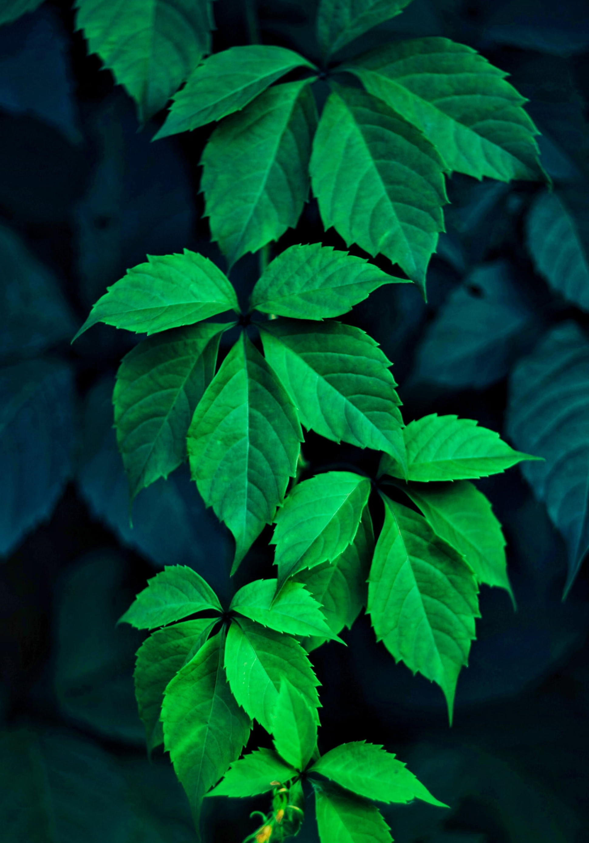 Latar belakang kecil