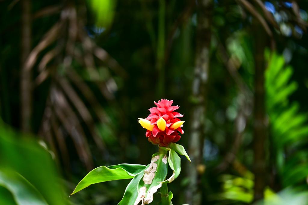 Latar belakang kecil